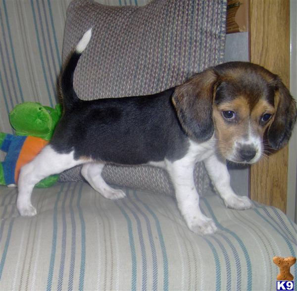 Beagle Puppy for Sale: Janie - Adorable Tri Color Beagle Girl 13 Years old