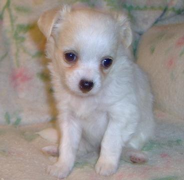 white toy chihuahua