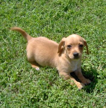 Keno - Adorable Tan Chiweenie Boy Mini Dachshund/C