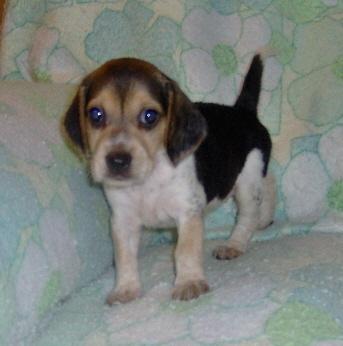 Beagle Puppy for Sale: Leslie - Adorable Tri Color Beagle Girl 15 Years old