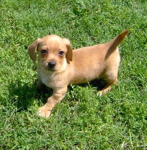 Keno - Adorable Tan Chiweenie Boy Mini Dachshund/C