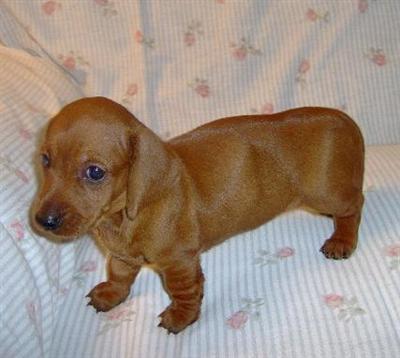 Laverne - Adorable Red Smooth Mini Dachshund Girl