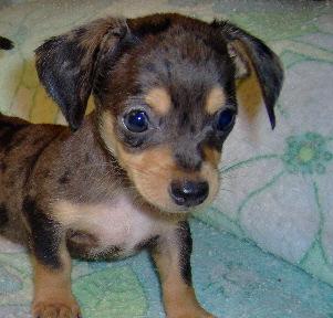 Dachshund Puppy for Sale: Pyper - Adorable Dapple Chiweenie Boy ...