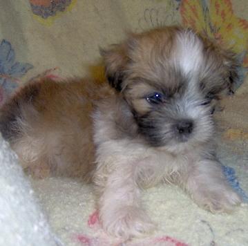 Shih Tzu puppy for sale