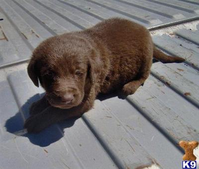 Labradoodle puppy for sale
