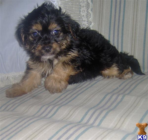 Mixed Breed puppy for sale
