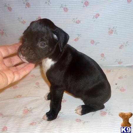Boxer puppy for sale