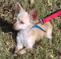 Chihuahua puppy for sale