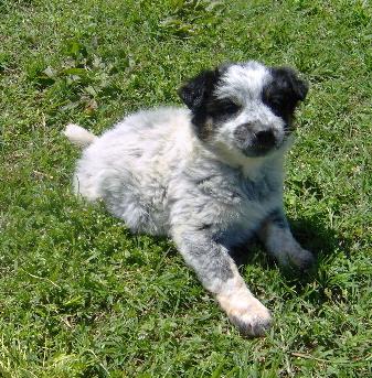 Australian Cattle Dog puppy for sale