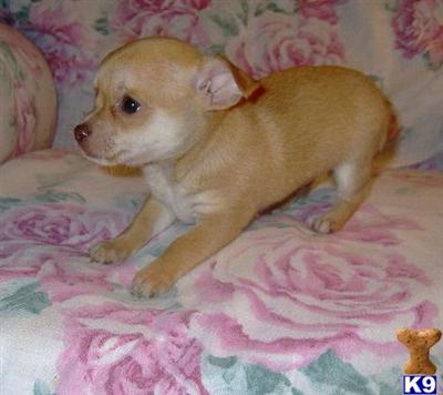 Chihuahua puppy for sale