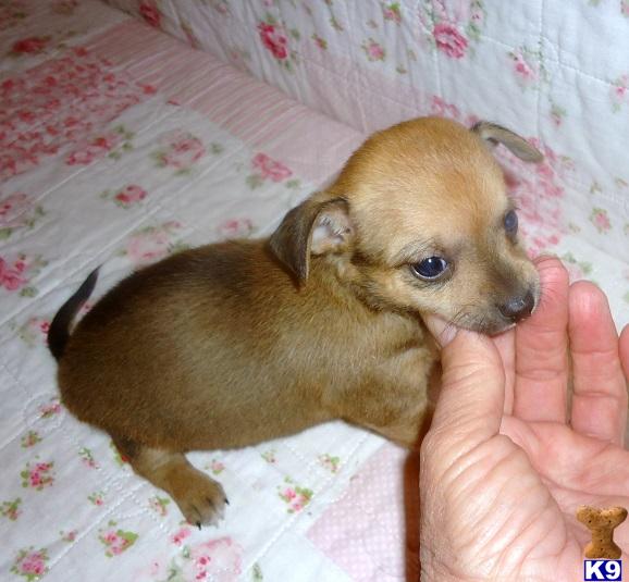 Mixed Breed puppy for sale