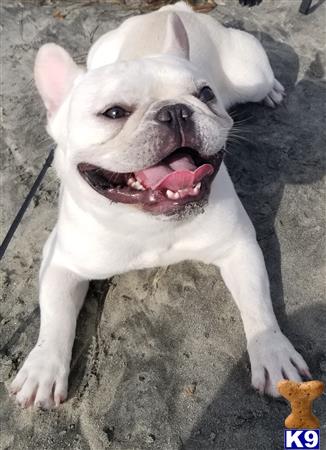 a french bulldog dog lying on the ground