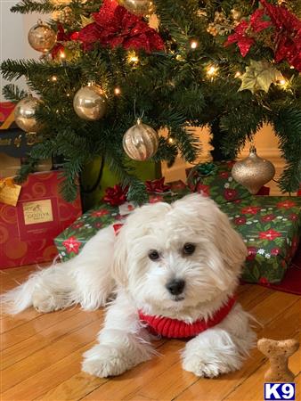 a coton de tulear dog sitting in front of a christmas tree