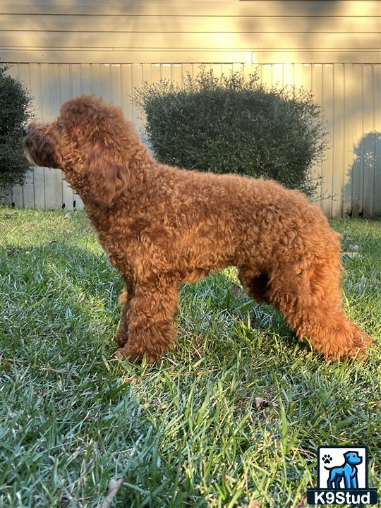 a cavapoo dog standing on grass