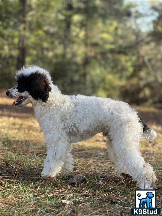 a poodle dog standing on grass