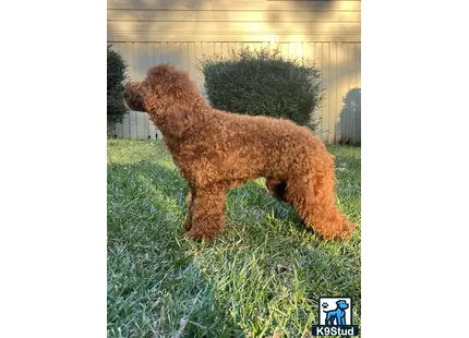 a cavapoo dog standing on grass