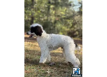 a poodle dog standing on grass