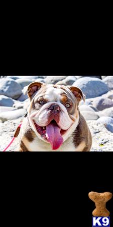 a english bulldog dog with its tongue out