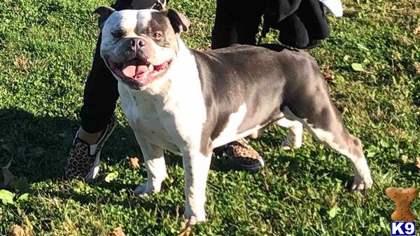 a american bully dog sitting in the grass