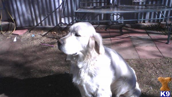a white golden retriever dog sitting on a brick floor
