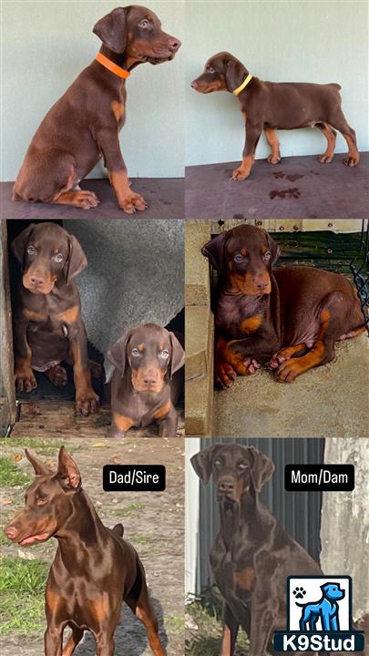 a doberman pinscher dog sitting on a chair