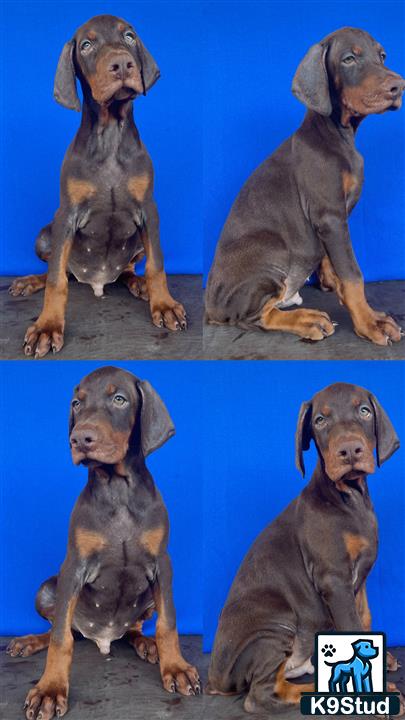 a group of doberman pinscher dogs sitting