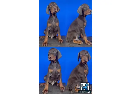 a group of doberman pinscher dogs sitting