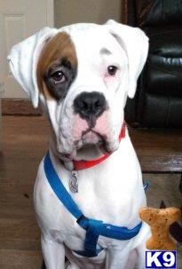 a boxer dog wearing a harness