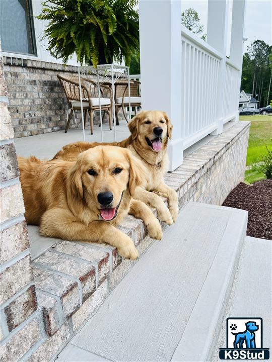 two golden retriever dogs lying on a ledge