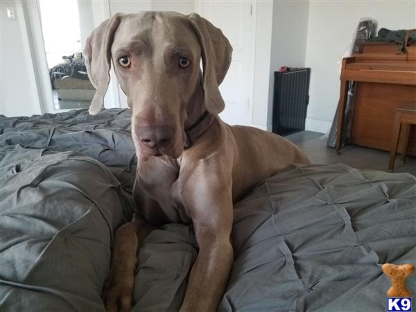 a weimaraner dog sitting on a bed