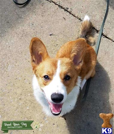 a pembroke welsh corgi dog on a leash