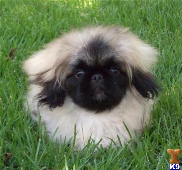 a pekingese dog in the grass