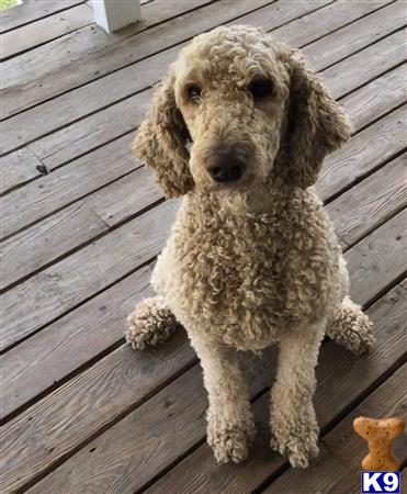 a poodle dog sitting on a wood deck