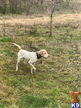 a pointer dog standing in a field