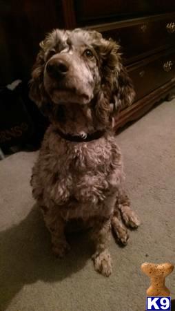 a poodle dog sitting on the floor