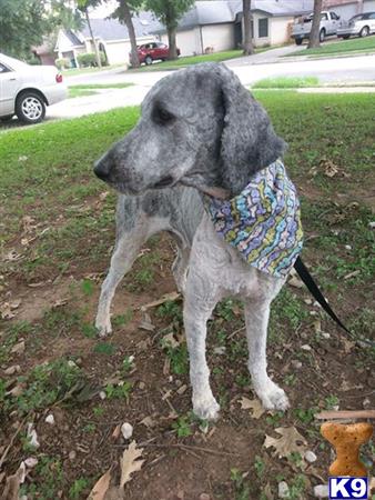 a poodle dog wearing a scarf