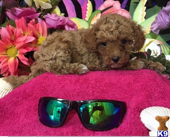 a maltipoo dog lying on a bed next to a pair of sunglasses