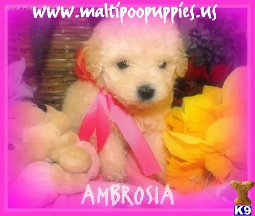 a maltipoo dog wearing a pink shirt
