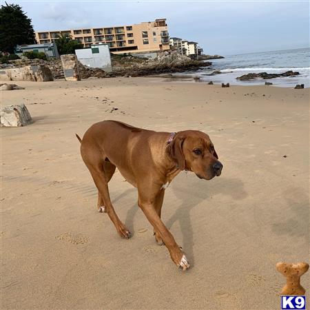 a rhodesian ridgeback dog on a beach