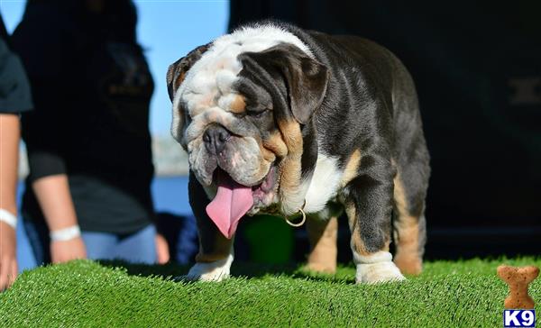 a bulldog dog with its mouth open