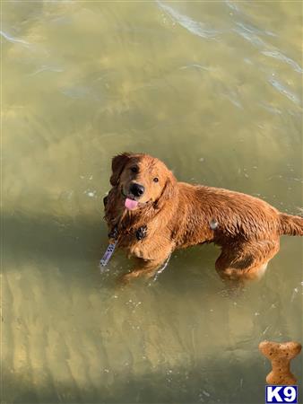 a golden retriever dog running through water