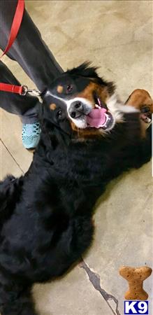 a bernese mountain dog dog with its tongue out