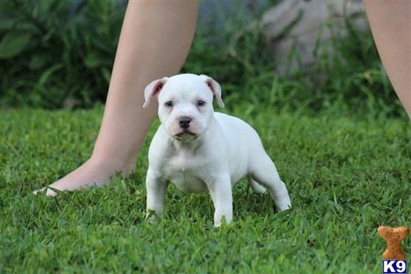 a small white american bully dog sitting in the grass