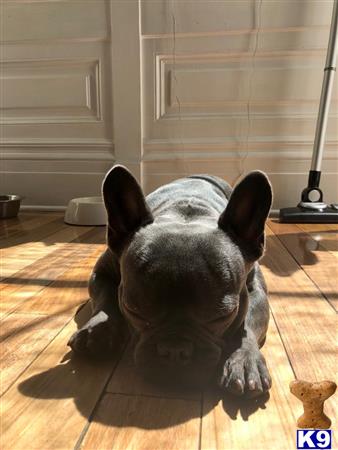 a french bulldog dog lying on the floor