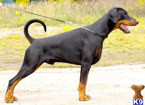 a doberman pinscher dog with a leash