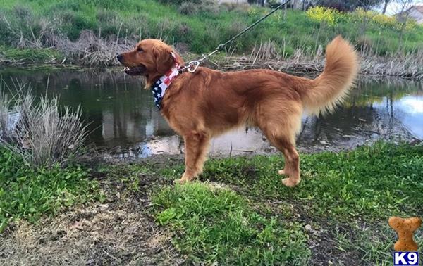 a golden retriever dog on a leash standing by a pond