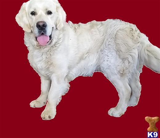 a white golden retriever dog with its tongue out