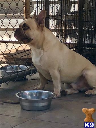 a french bulldog dog sitting in a cage