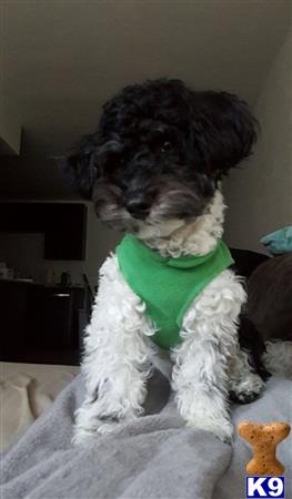 a havanese dog wearing a sweater