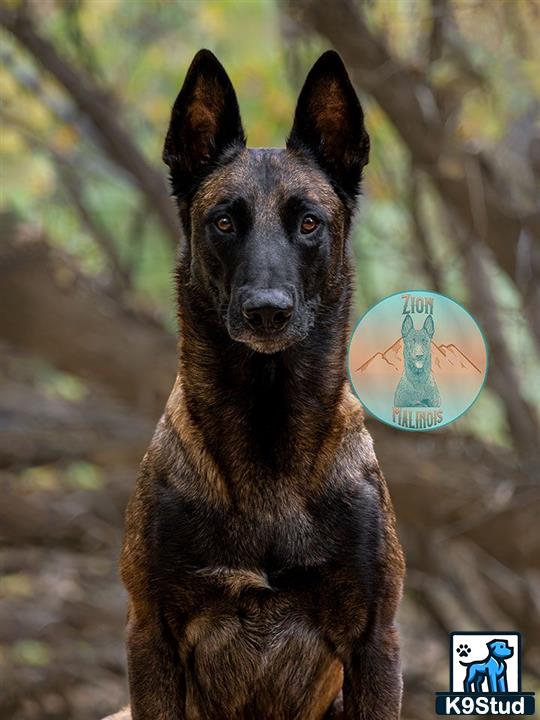 a belgian malinois dog standing in front of a tree